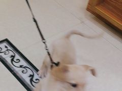 -宠颐生汉谟拉比宠物医院