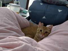 -pd派德宠物中心医院24H急重症·眼科中心·血液透析中心(嵩山北路店)