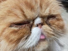 -藏猫猫咖啡主题馆(中央大道店)