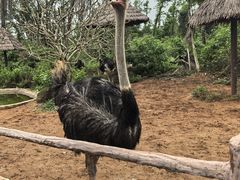 -海南热带野生动植物园