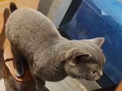 -猫亿天猫咖