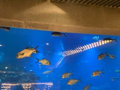 -海棠湾洲际-涛·海底餐厅·美人鱼·自助餐·海底隧道