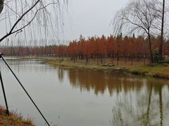 -黄海国家森林公园