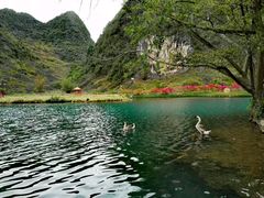 -靖西鹅泉风景区