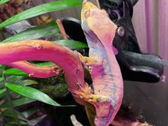 -酷以爬仙阁实体爬宠店·守宫·蜥蜴·专业繁育