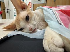 -瑞派长江宠物医院·猫科·外科·24小时夜护(谊城公寓分院)