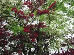 -金鸡湖桃花岛