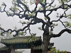 -曹州牡丹园