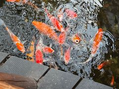 -上海大自然野生昆虫馆(东方明珠·爬宠昆虫探索中心)