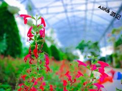 -广东花都香草世界旅游度假区