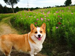 -花开海上生态园