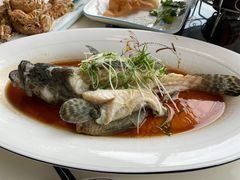 清蒸石斑鱼-鑫悦楼煎蟹·16年海鲜大排档