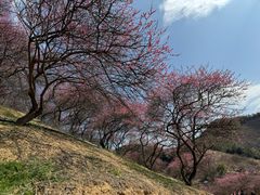 -新建村梅花