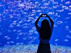 -哈尔滨波塞冬海底世界