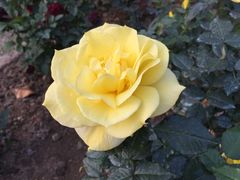 -人民公园(罗湖区)