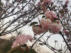 -天适樱花悠乐园