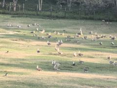 -北京麋鹿生态实验中心