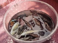 -小猫钓鱼海钓俱乐部(椰梦长廊店)