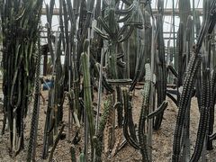 -南山植物园