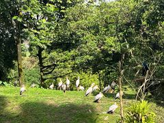 -吉隆坡雀鸟公园