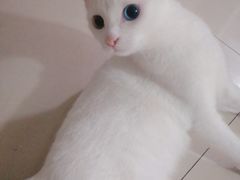 -欣怡宠物店