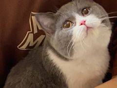 -lincat·猫舍(广州店)