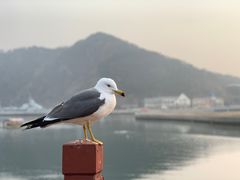 -大连老虎滩海洋公园