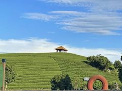 -龙坞茶村