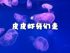 -大连圣亚海洋世界