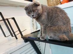 -平行世界·猫咖(首经贸店)