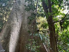 -中国科学院西双版纳热带植物园