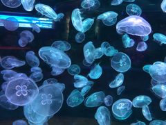 -多彩贵州城极地海洋世界