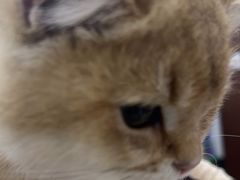 -顺强宠物诊所·狂犬免疫·夜诊·骨科(嘉定店)