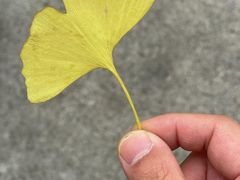 -两江幸福广场