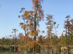 -上海长兴岛郊野公园