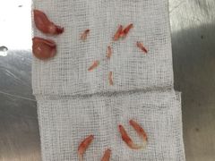 -邢大夫动物医院