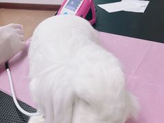 -北京观赏动物医院·24小时大型综合·猫专科·异宠专科
