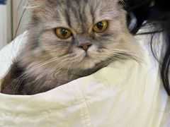 -平行世界·猫咖(首经贸店)