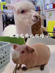 -Moni星球萌宠·小马宝莉·灵蛇·高端高阶全萌宠互动体验俱乐部(红豆国际广场店)