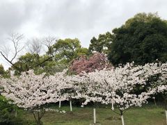 -南山植物园