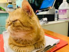 -猫小院猫主题餐厅(三里屯店)