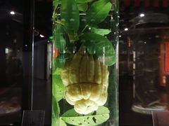 -广东中医药博物馆