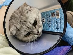 -瑞鹏宠物医院·宠保定点·心脏科·内科(御桥分院)