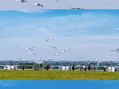 -盐城丹顶鹤湿地生态旅游区