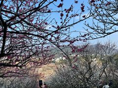 -香雪海