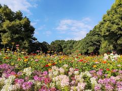 -上海共青森林公园