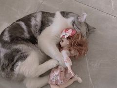 -糯米喵星人总部直营旗舰店·猫舍·幼猫出售