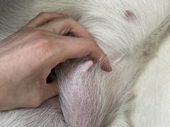 -美联众合动物医院·24h京西诊疗中心