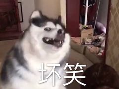 -萌兽医馆·绝育·24小时内科·宠物医院(德胜店)