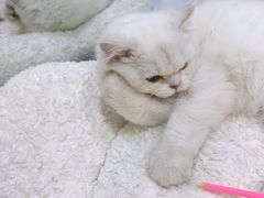 -COLOR PETS 撸猫馆·购猫·猫咖(长风大悦城店)